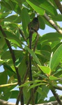 Black-tailed Trainbearer