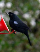 Blue Flowerpiercer