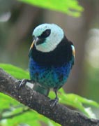 Blue-necked Tanager