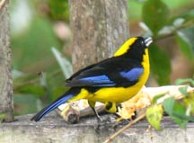 Blue-winged Mountain Tanager