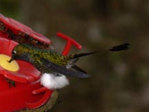Booted Raquetail