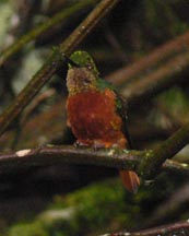 Chestnut-breasted Coronet