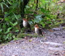 Chestnut-crowned Antpittas