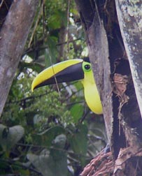 Chestnut-mandibled Toucan
