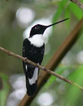 Collared Inca