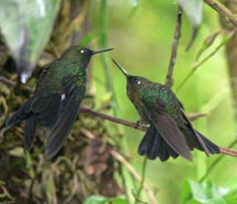 Collared Incas