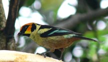 Flame-faced Tanager
