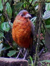 Giant Antpitta