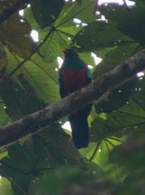 Golden-headed Quetzal