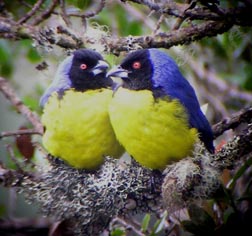 Hooded Tanager