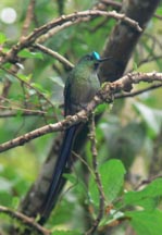 Long-tailed Sylph