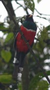 Masked Trogon