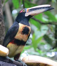 Pale-faced Aracari