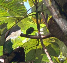 Red-faced Barbet