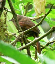Red-faced Spinetail