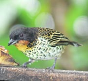 Rufous-throated Tanager