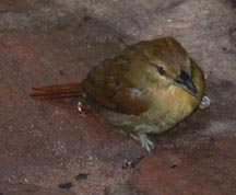 Rusty-winged Barbtail