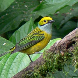 Silver-throated Tanager