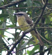 Streak-necked Flycatcher