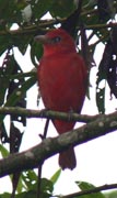 Summer Tanager