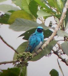 Swallow Tanager