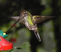 Sword-billed Hummingbird