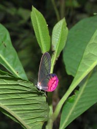 Transparent Butterfly