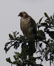 Variable Hawk