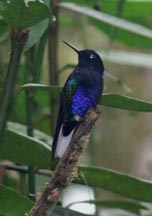 Velvet Purple Coronet