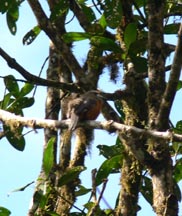 White-faced Nunbird