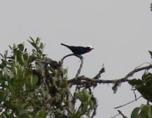 White-capped Tanager