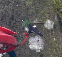 Wire-crested Thorntail