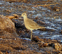 American Golden Plover