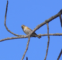 Audubon's Warbler