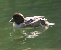 Barrow's Goldeneye