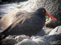 Black Oystercatcher