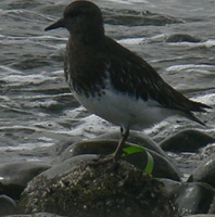 Black Turnstone