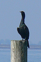 Brandt's Cormorant