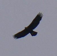 Golden Eagle