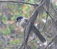 Gray Jay