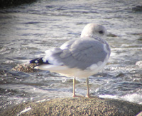 Mew Gull