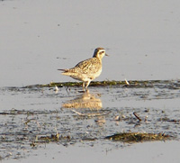 Pacific Golden Plover