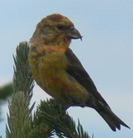 Red Crossbill