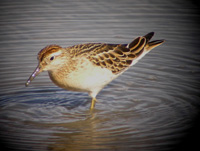 Sharp-tailed Sandpiper