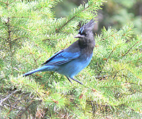 Stellar's Jay