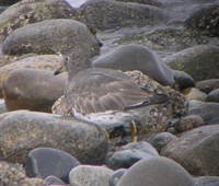 Surfbird