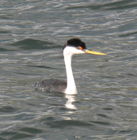 Western Grebe