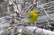 Prothonotary Wabler