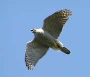 Goshawk