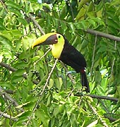 Chestnut-mandibled Toucan